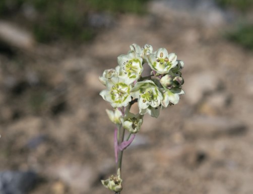 Mountain Death Camas.jpg