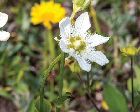 Fringed Grass of Parnassus.jpg