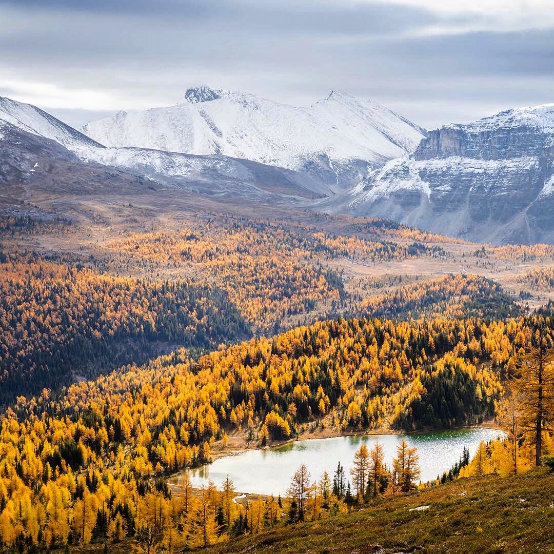 Larch Season in the Canadian Rockies! Hero thumbnail