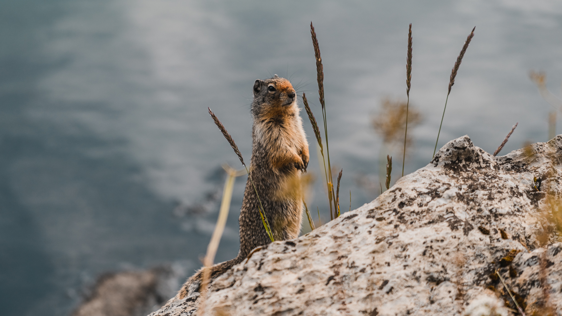 Friendly locals of the Banff Sunshine Meadows Hero thumbnail