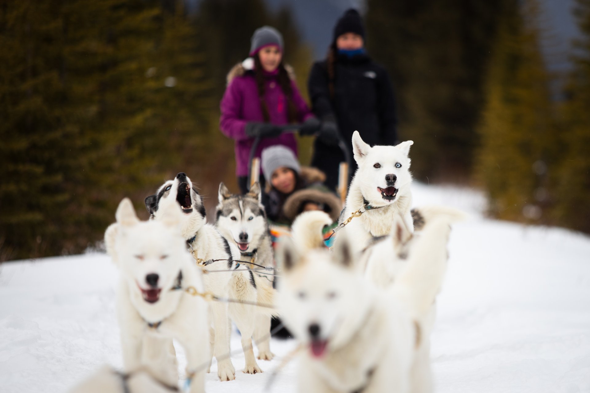 Winter_Family_Dogsledding_SnowyOwl_DevaanIngraham_Horizontal_006-large.jpg