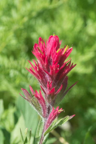 FlowerBlog3.jpg