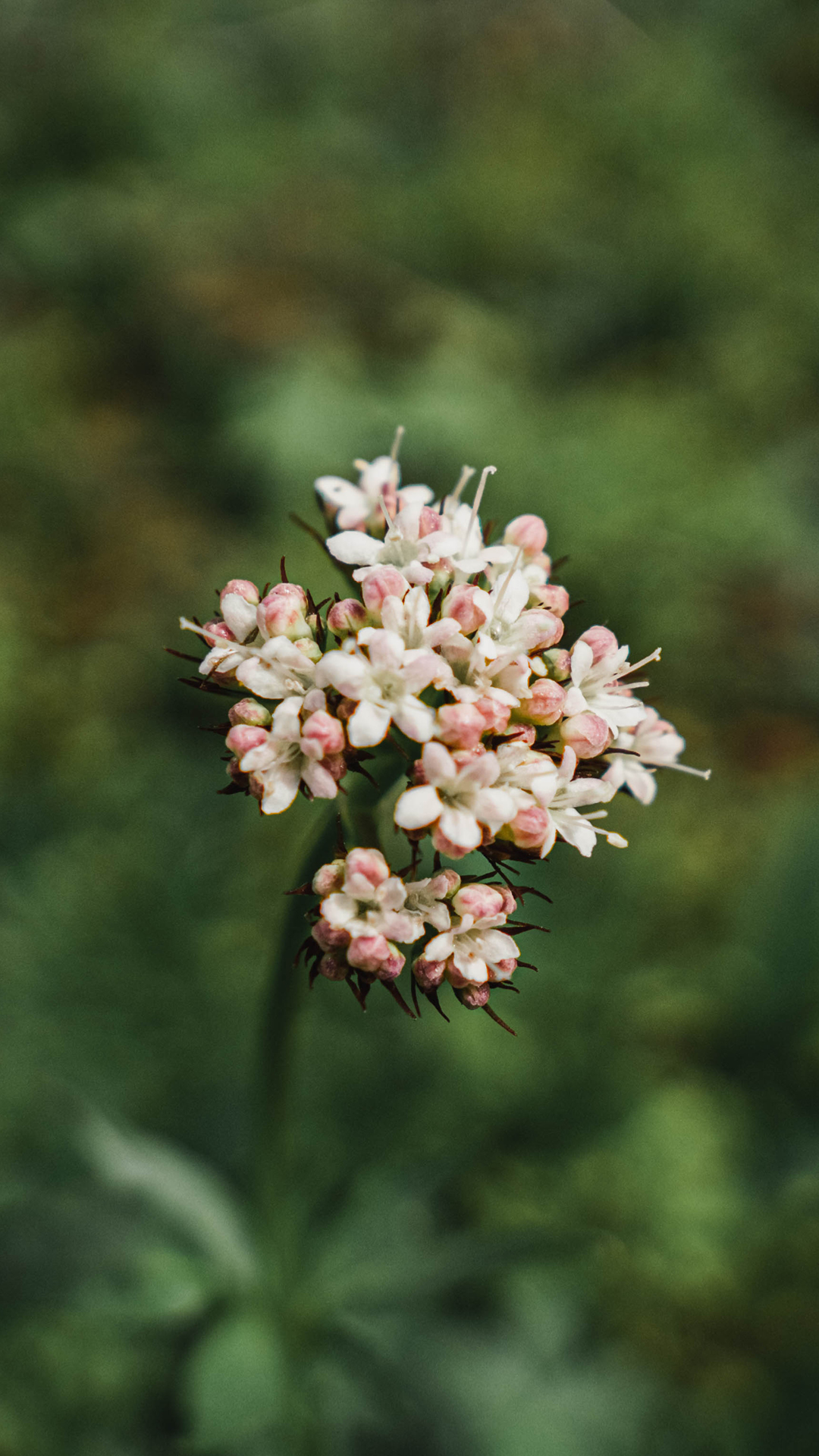 Do you recognize these wildflowers in bloom? Hero thumbnail