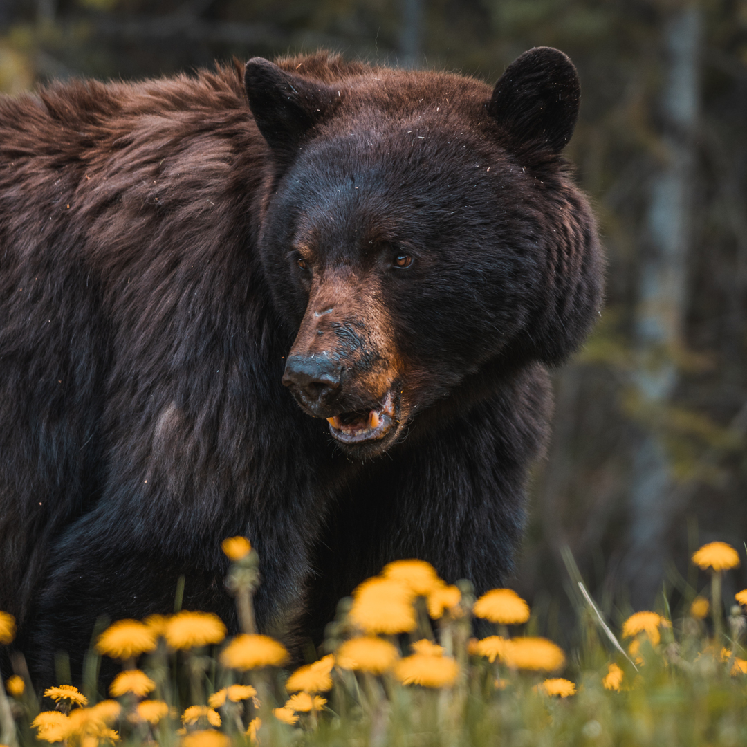 Bears of Banff Hero thumbnail