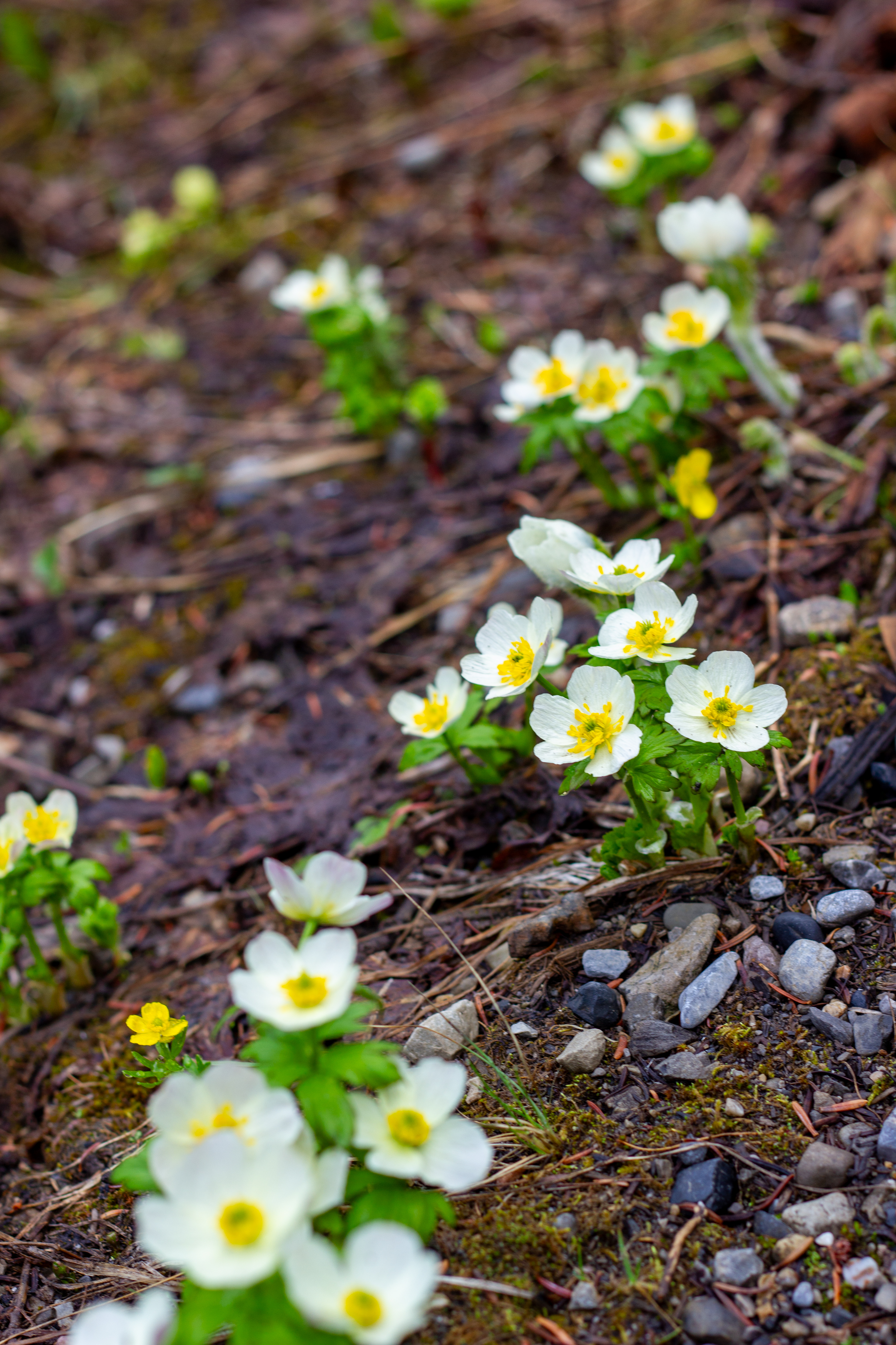 Meadows In Bloom: Your Guide to Early Summer Flowers Hero thumbnail