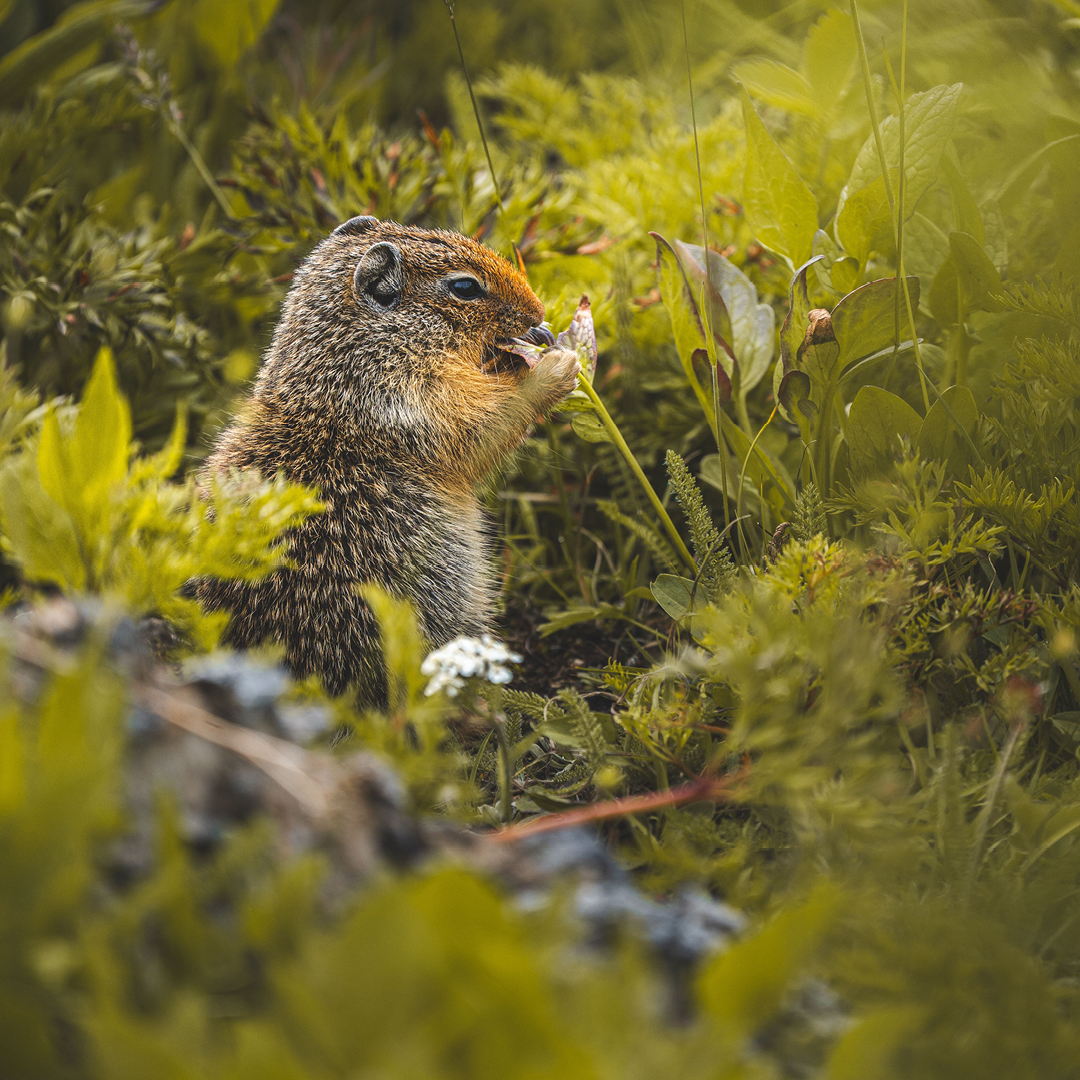 Wildlife Wonders In Banff Sunshine Meadows Hero thumbnail