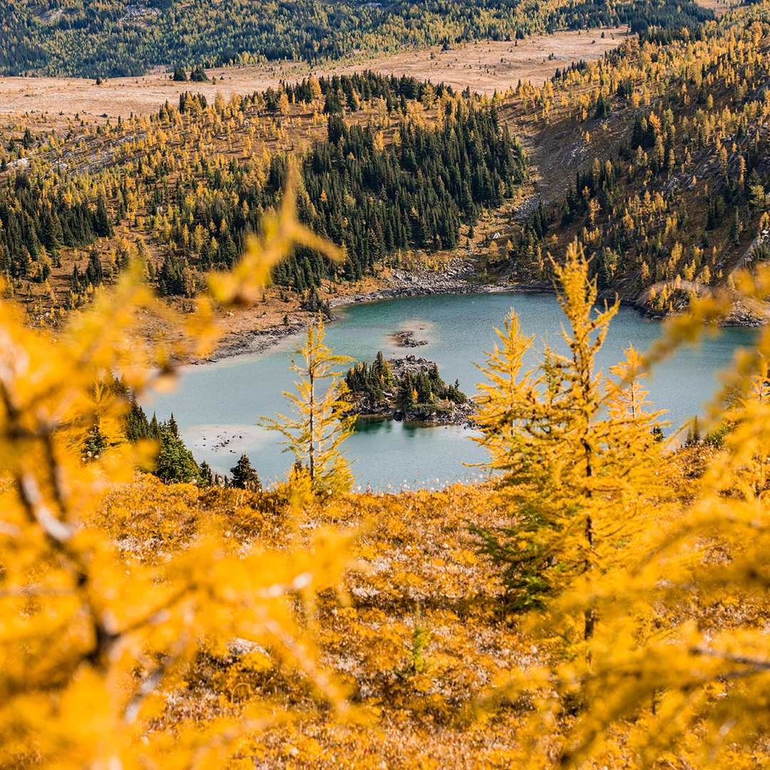 Larch Season in the Meadows Hero thumbnail