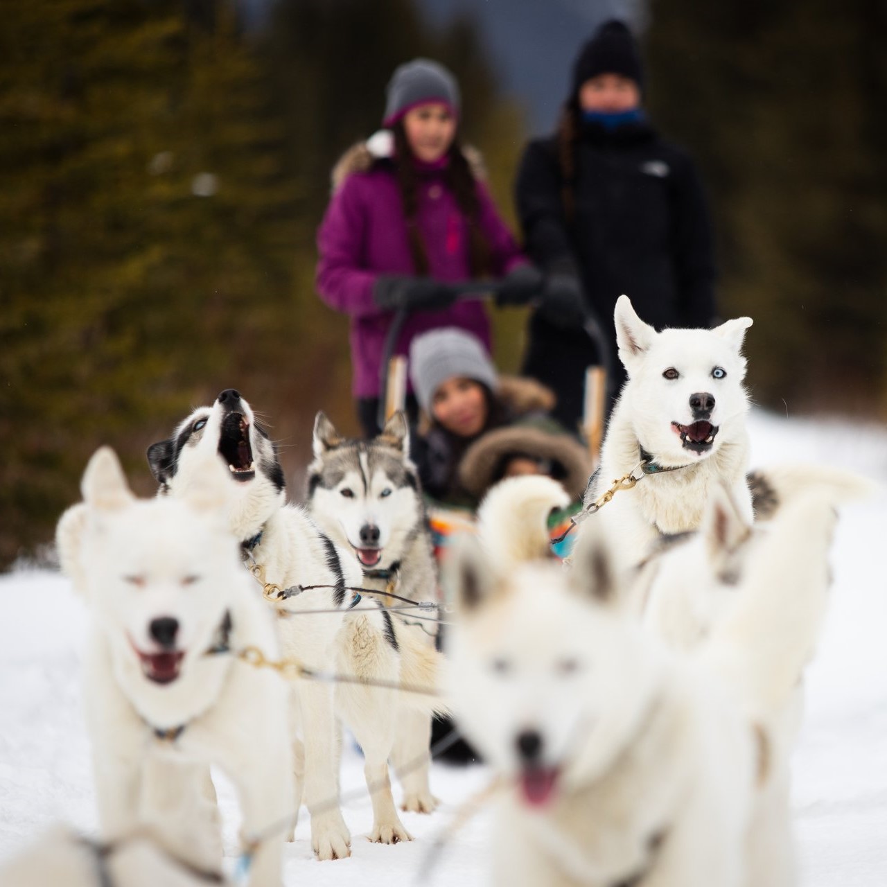 5 Non-skiing Winter Activities to Enjoy in Banff. Hero thumbnail