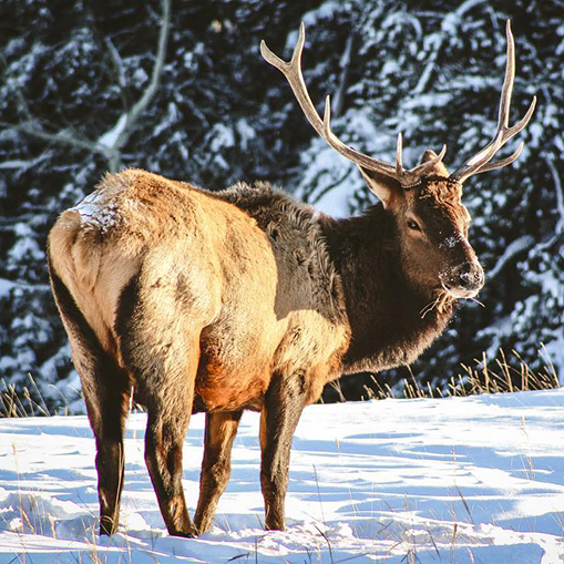 Elk Safety: How to Stay Elk Alert during this calving season Hero thumbnail