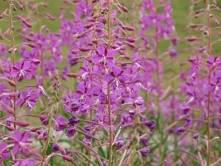 Fireweed.jpg