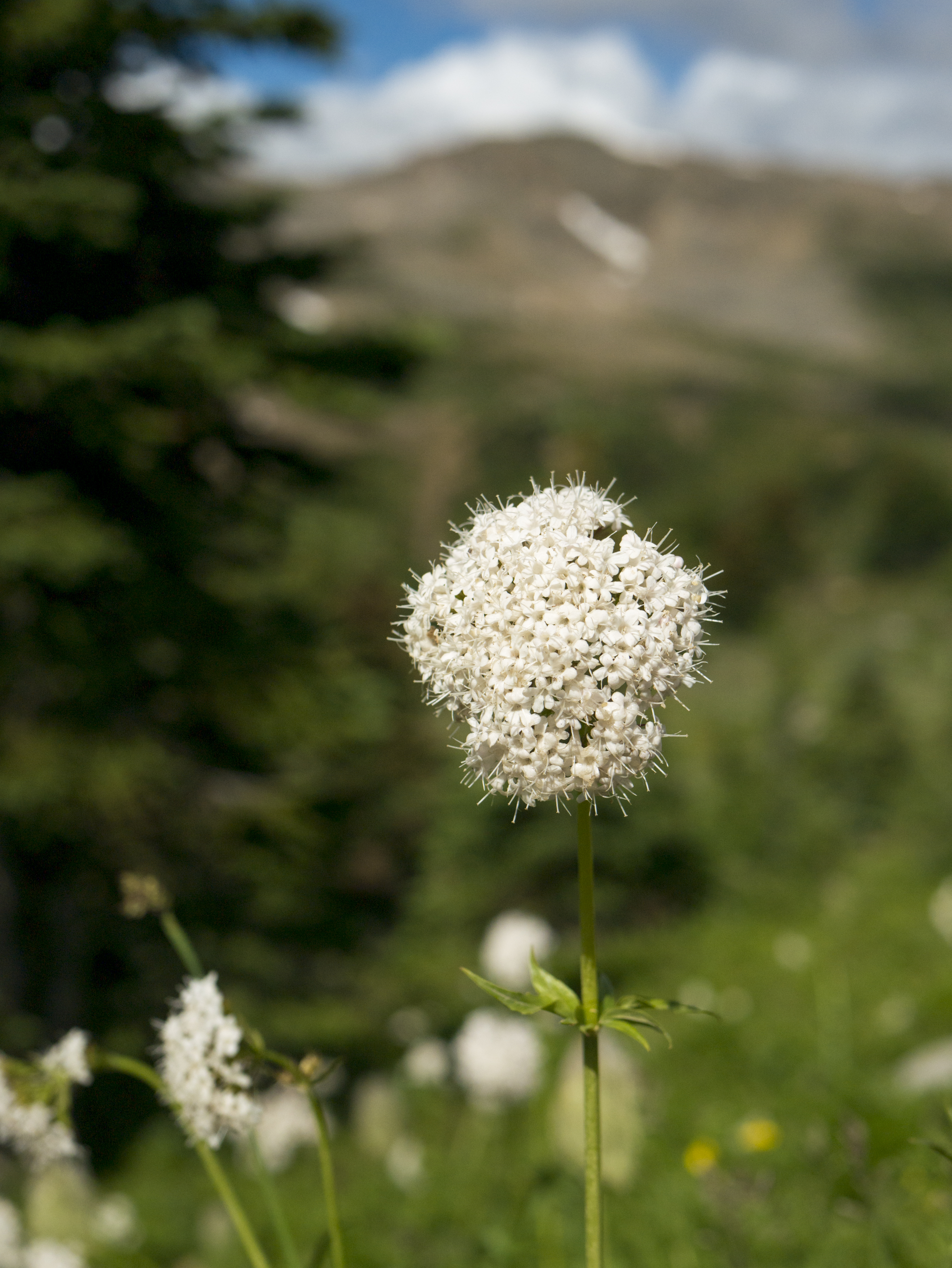 Cow Parsnip.jpg