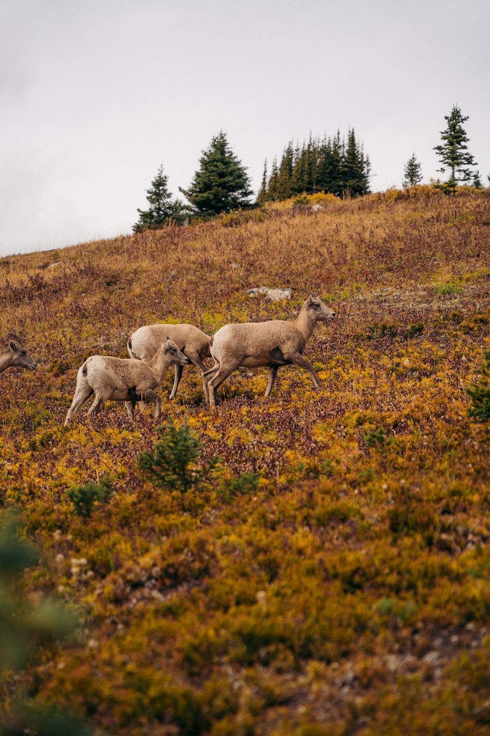 01 - SEPTEMBER 23RD, 2020 - PTARMIGAN CIRQUE, LARCHES 3.jpg