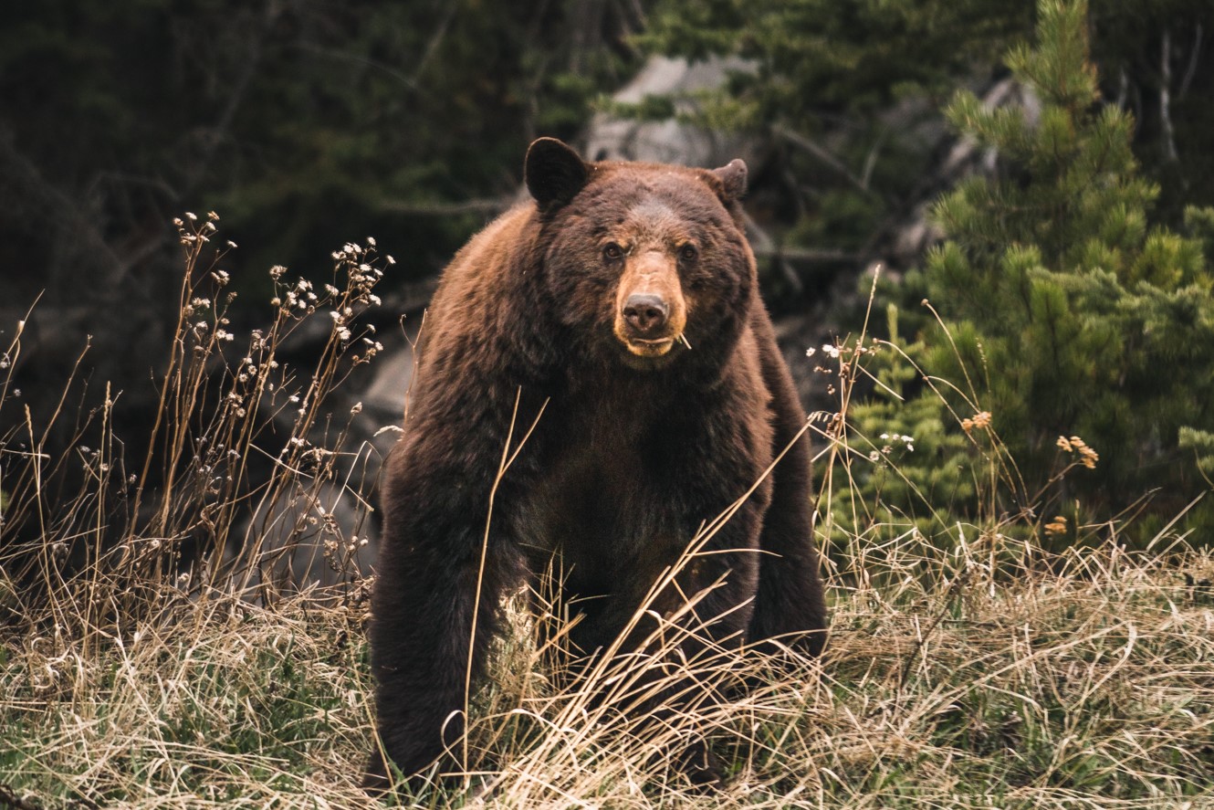 How to stay safe in Bear Country! Hero thumbnail