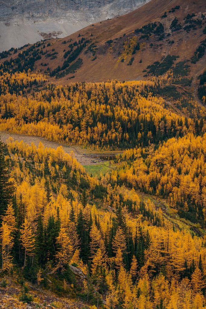 01 - SEPTEMBER 23RD, 2020 - POCATERRA PEAK-RIDGE, KANANASKIS, LARCHES 4.jpg