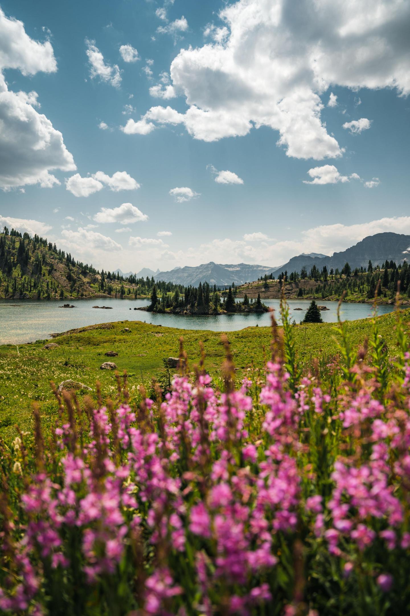 Pink flowers in a meadow with a lake, mountains, and cloudy sky in the background.