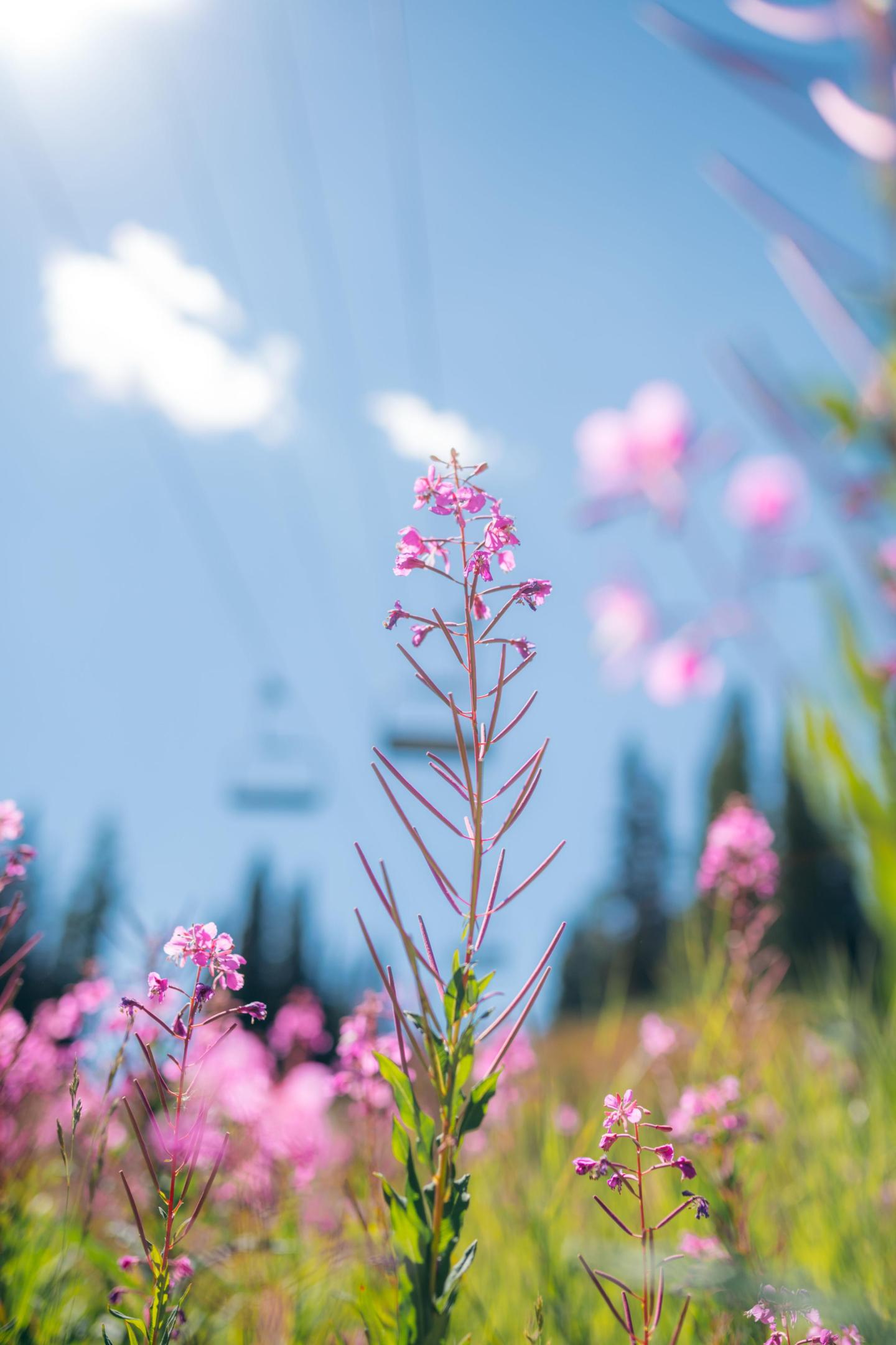 Pink wildflowers and a blue sky with clouds.