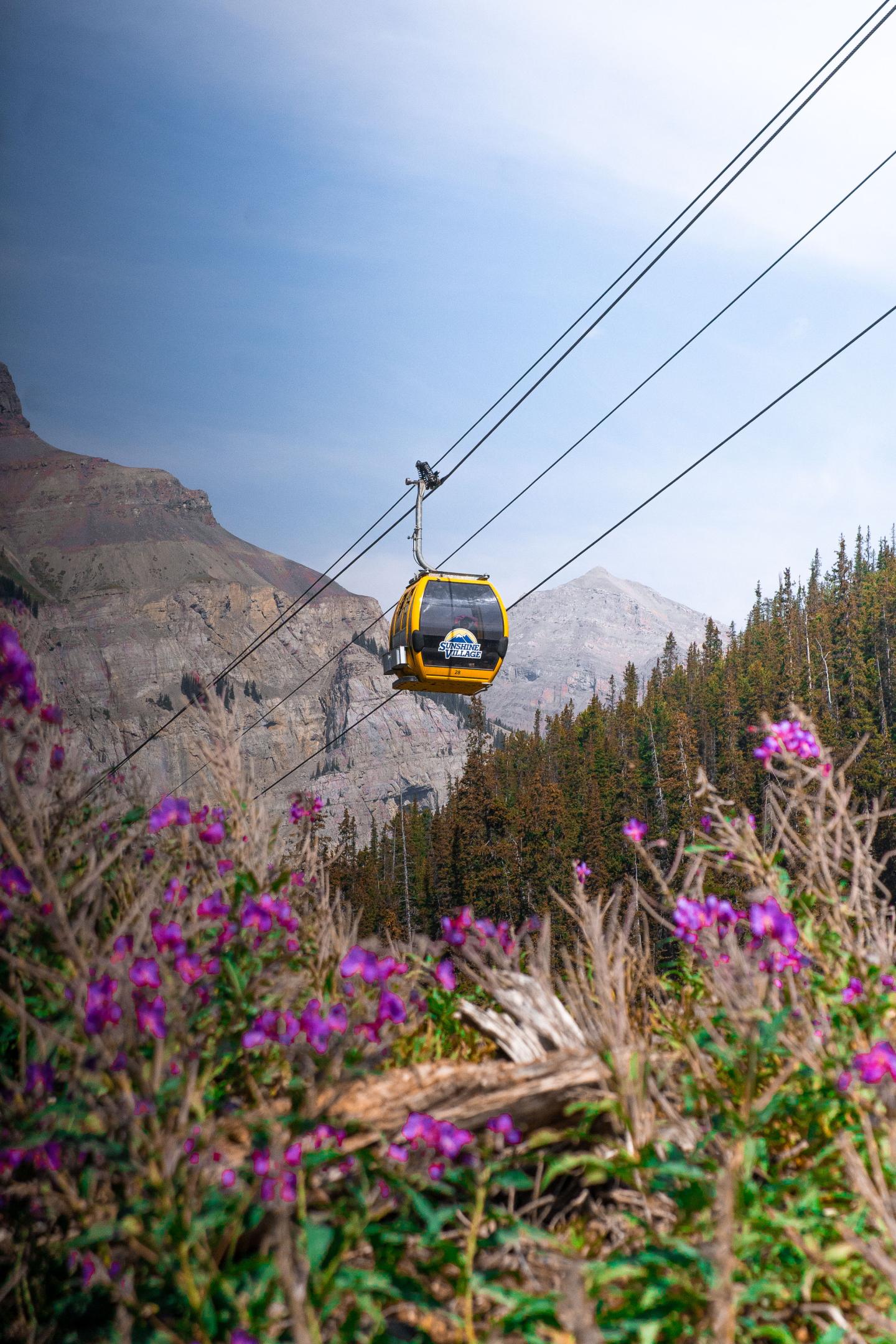 Yellow cable car over purple flowers and pine trees in mountain landscape.