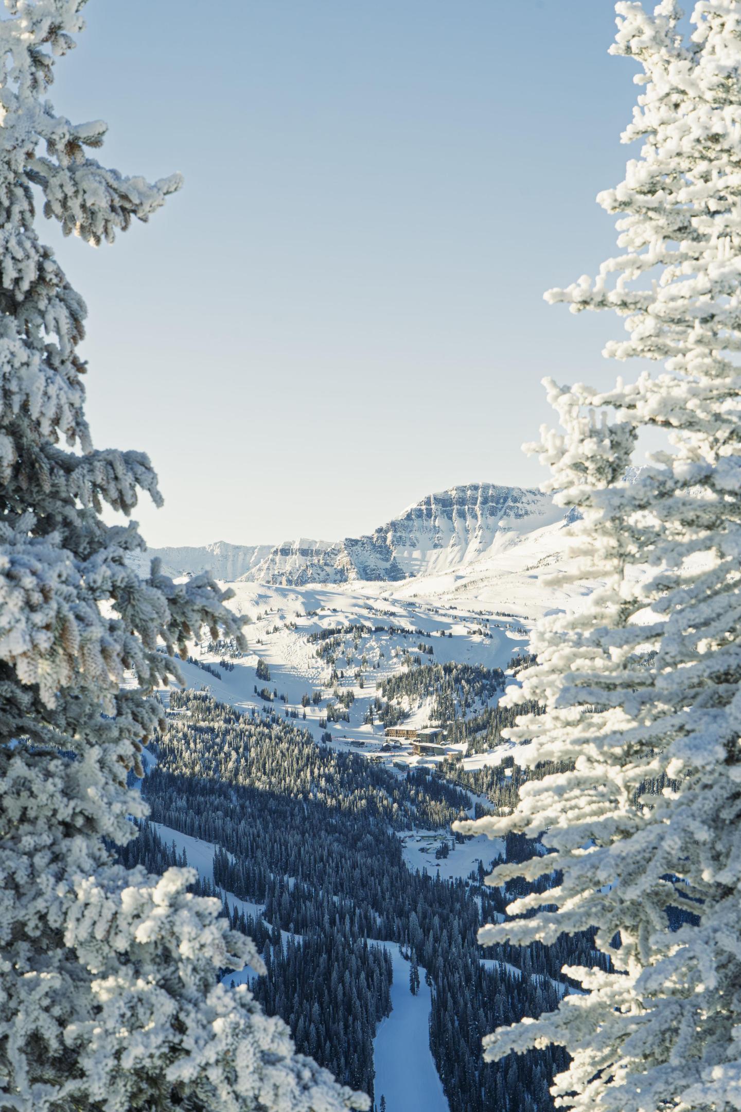 Snow-covered trees framing a snowy mountain landscape under a clear blue sky.