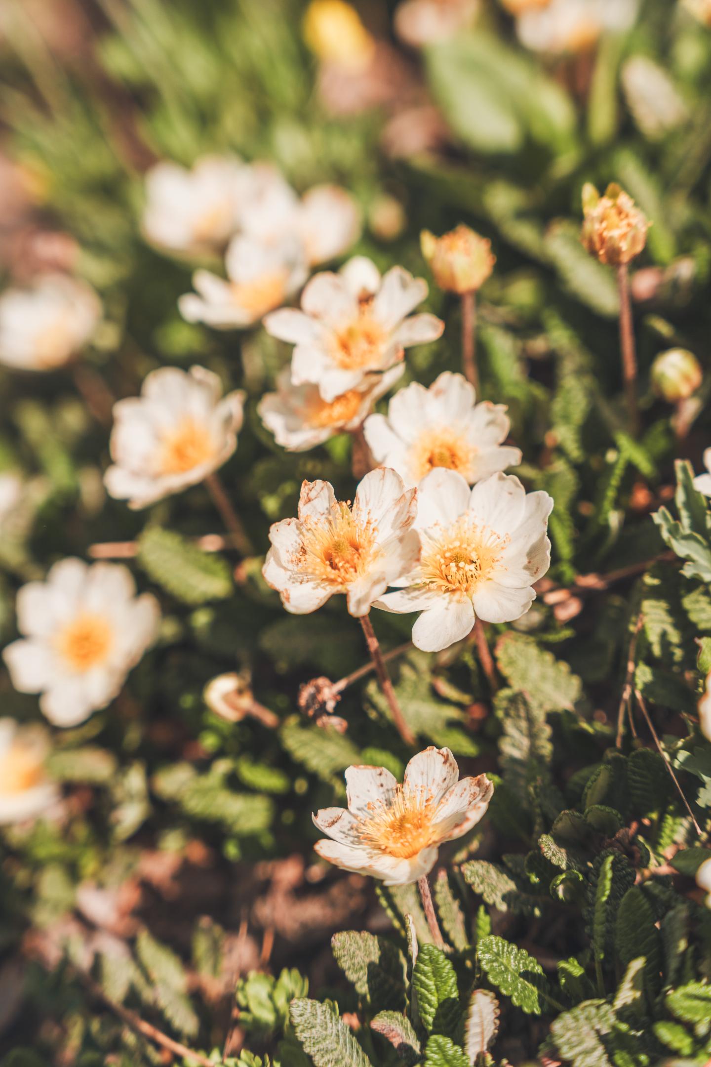 White and yellow flowers blooming in a garden.