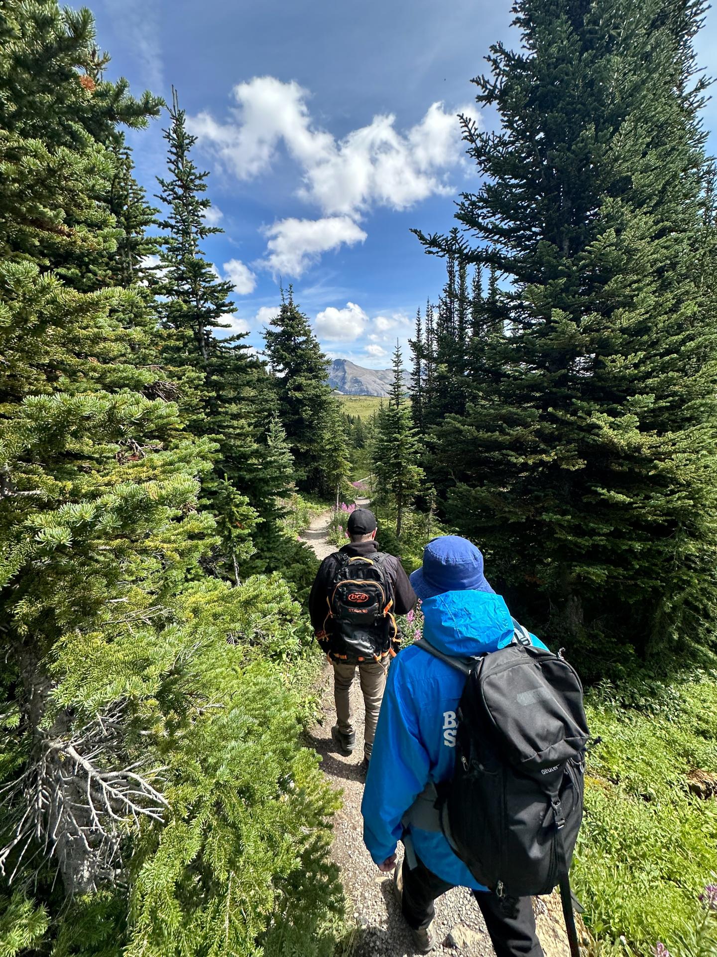 Two hikers on a forest trail, surrounded by tall evergreen trees.