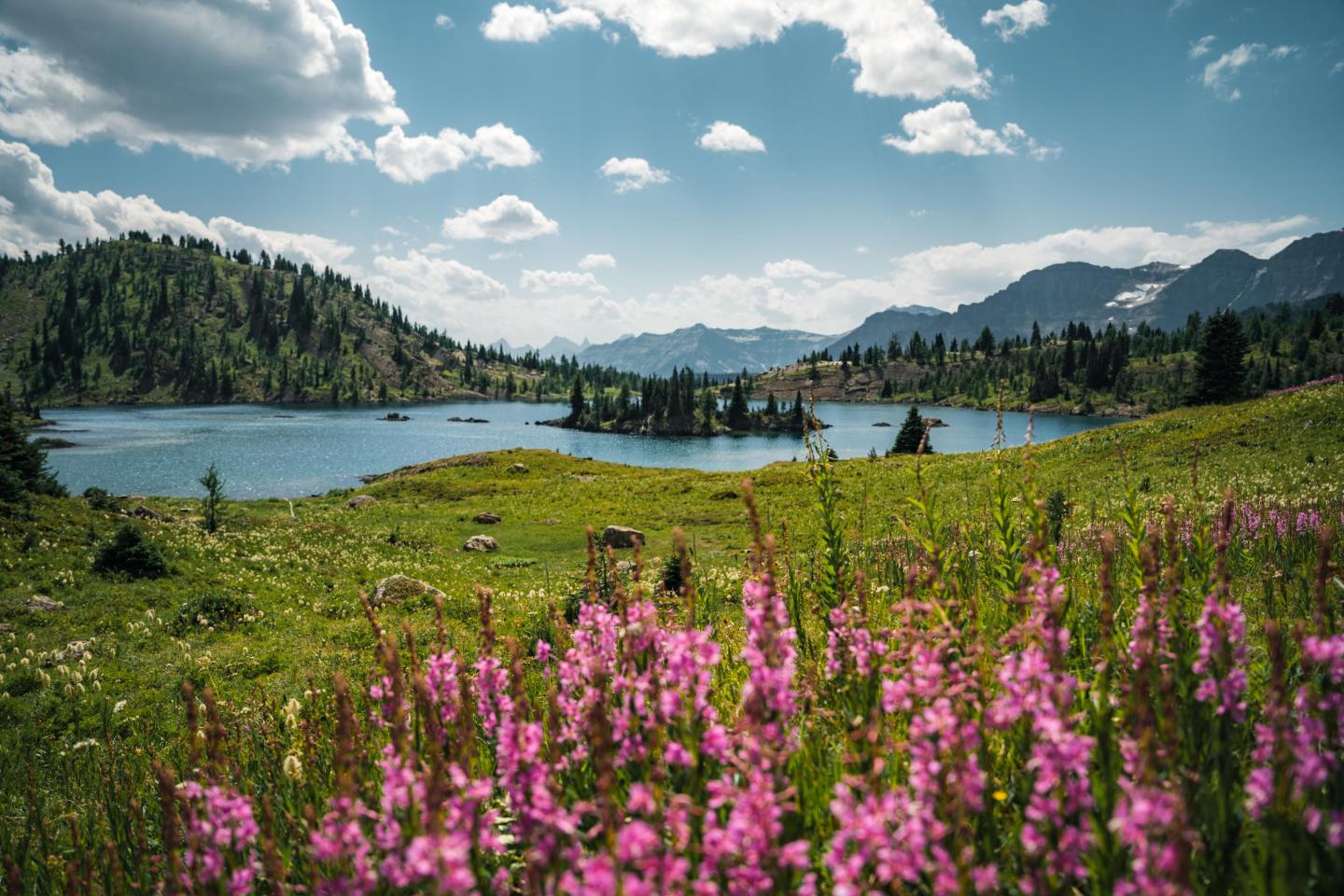 Lake with pink flowers, mountains, and clouds in the background.