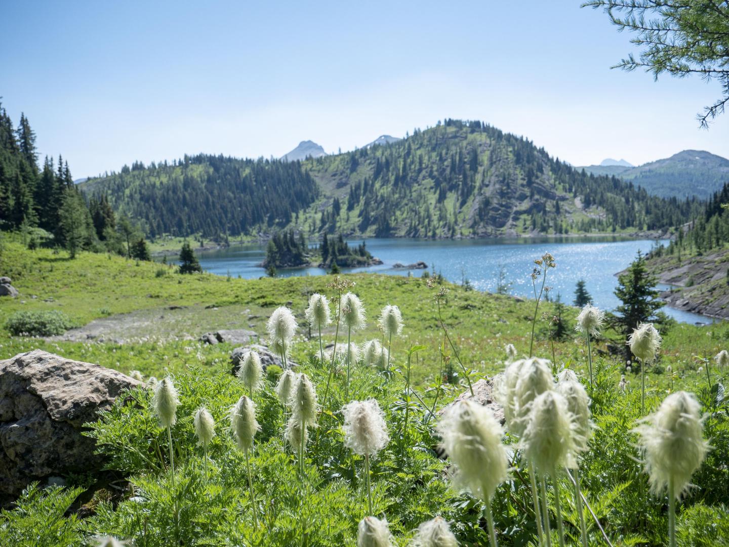 Mountain lake with wildflowers in foreground, clear sky overhead.
