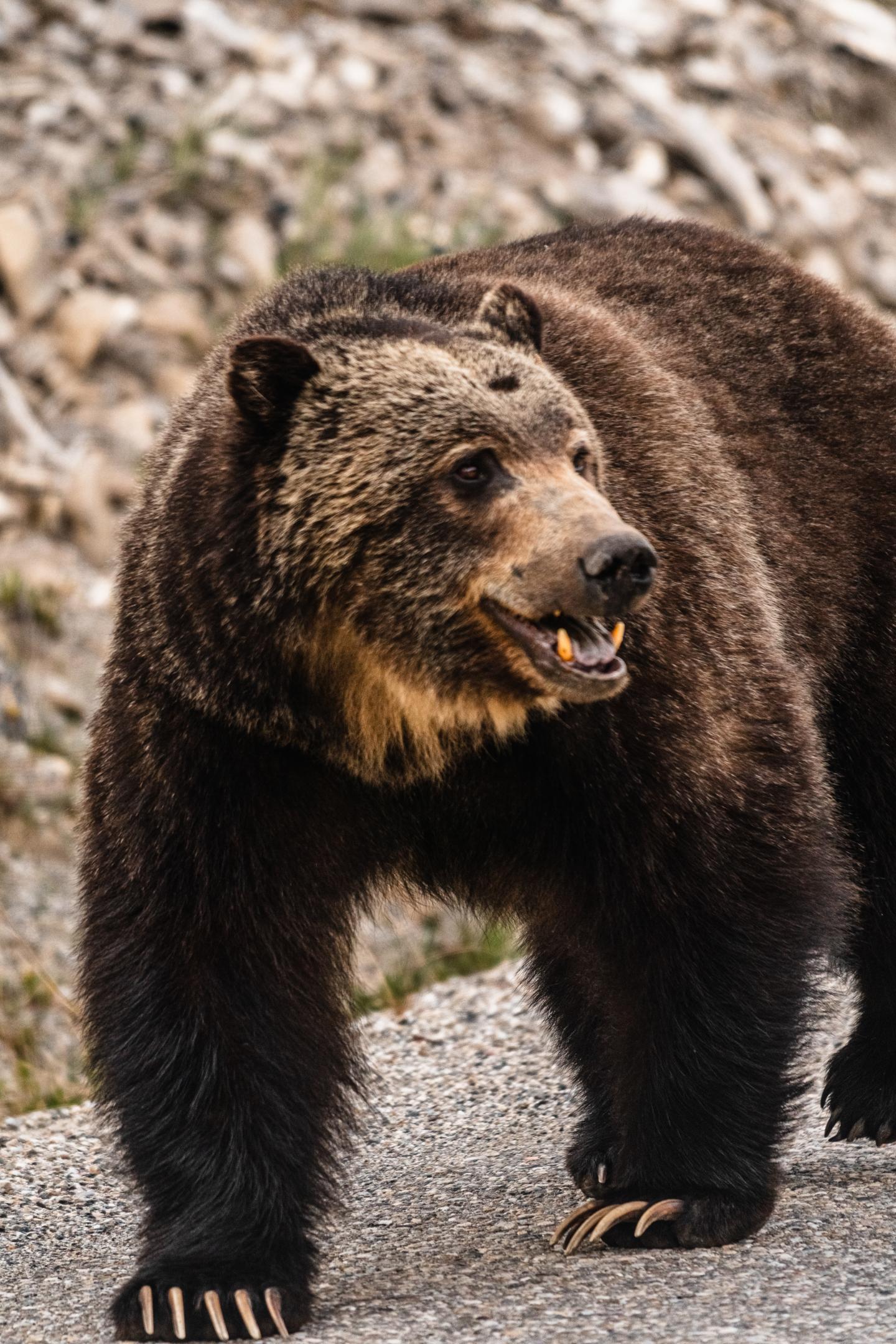 Brown bear standing on rocky ground, looking to the side.