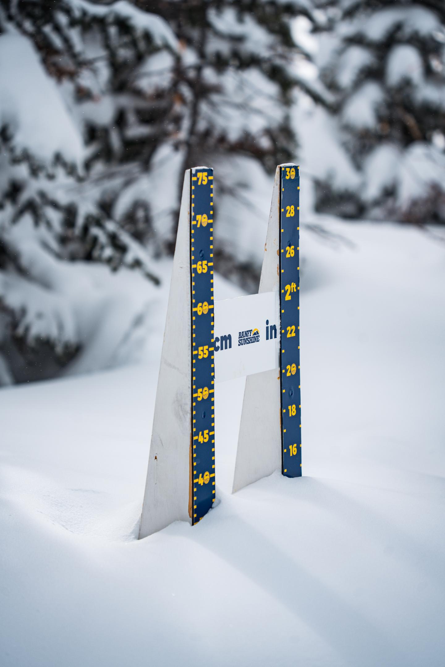 Pair of skis standing upright in deep snow among snow-covered trees.