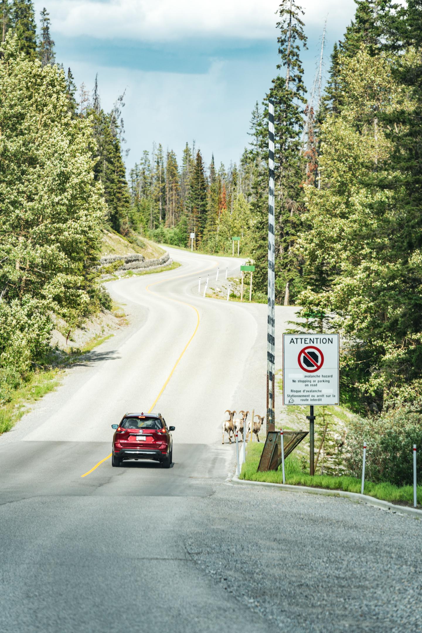 Red car driving on a winding forest road beside a no-parking sign.