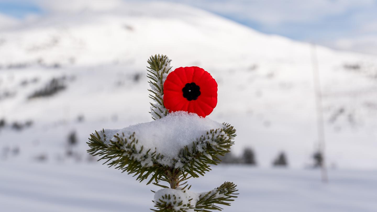 Red poppy on a snow-dusted evergreen branch against snowy mountains