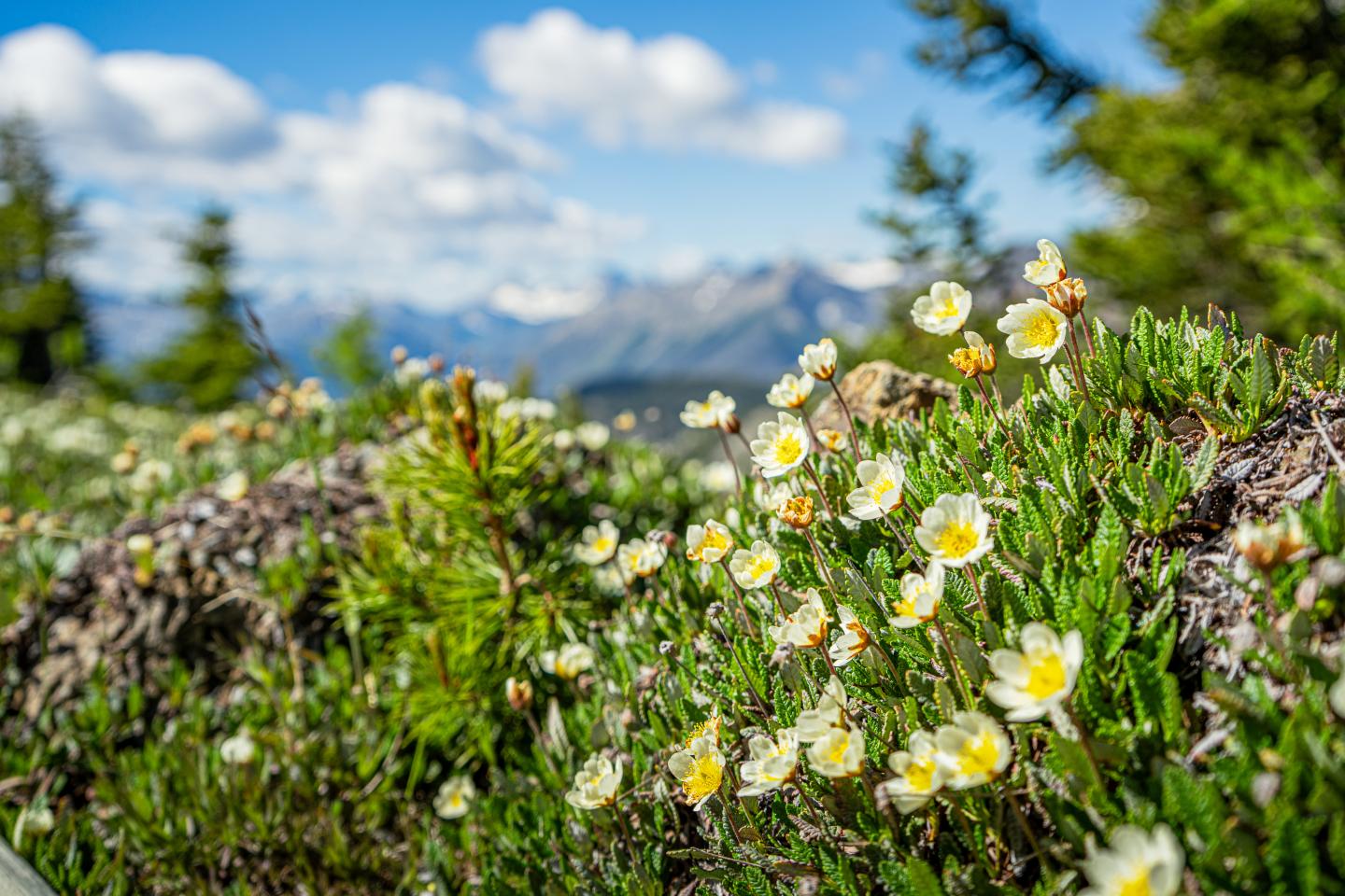 Flowers