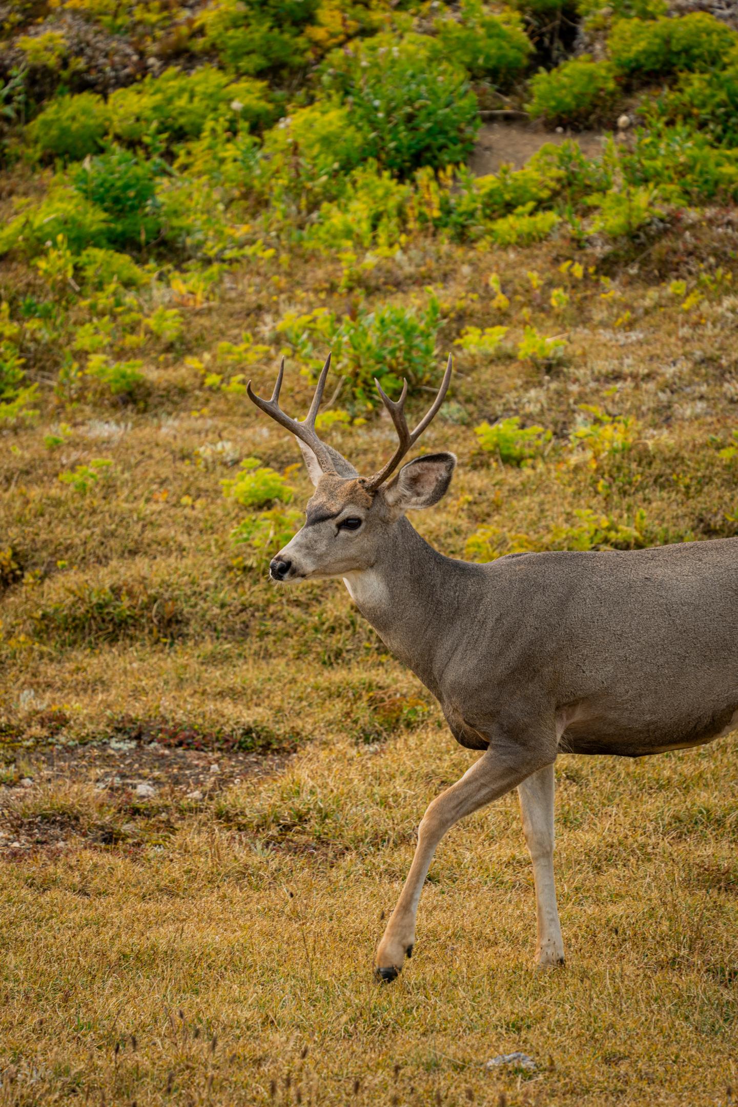 Deer with antlers walking through a grassy, shrub-covered field