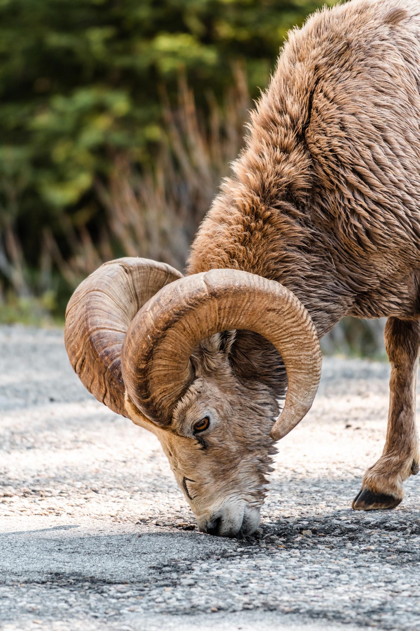 Bighorn ram grazing on a rocky path, curled horns prominent